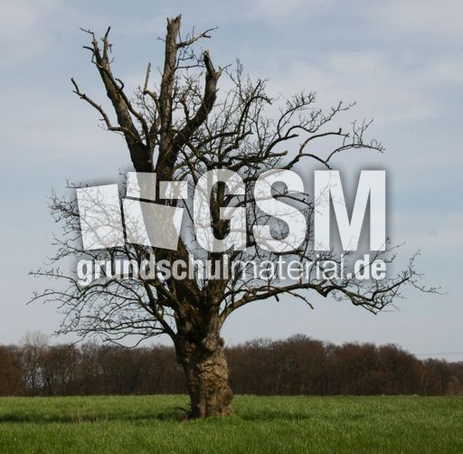 Ein-toter-Baum-150.jpg